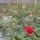 Kebun Mawar Sadarehe, Pesona Lainnya dari Majalengka
